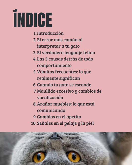 🐾 Tu gato te está hablando